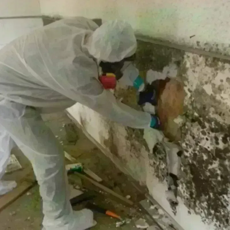 Mold Remediation and Removal in Jacksonville, AR